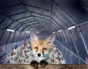 Scaring the hens? Or, maybe, just scaring the foxes?